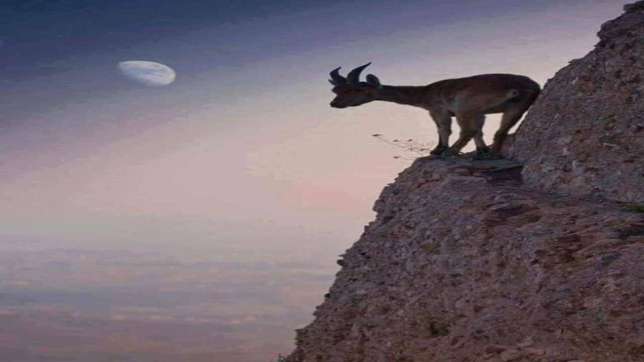 ضاق بها الطريق وليس معها رفيق ...فلا تقدُم ينفع ولا رجوع يشفع ..فإن بقيت اهلكها الجوع وإن قفزت اهلكها الوقوع وان حاولت ان تعود فلن تستطيع الرجوع ...ومثل تلك النفس انفُسيضيق امامها الافق وتنغلق امامها الطرق وتتيقن ان لا ملجأ