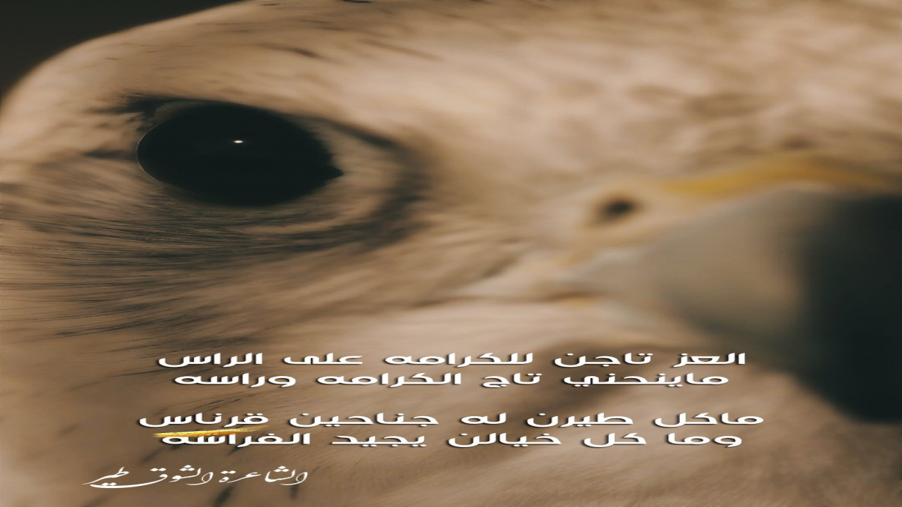 العز تاجن للكرامه على الراس ماينحني تاج الكرامه وراسه ماكل طيرن له جناحين قرناس وما كل خيالن يجيد الفراسه