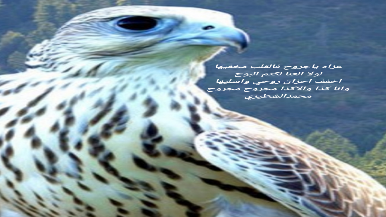 عزاه ياجروح فالقلب مخفيهالولا العنا لكتم البوحاخفف احزان روحي واسليهاوانا كذا والاكذا مجروح مجروح
