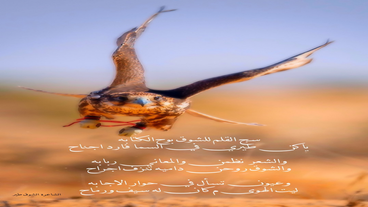 سج القلم للشوق بوح الكتابه ياكن طيري في السما فارد اجناح