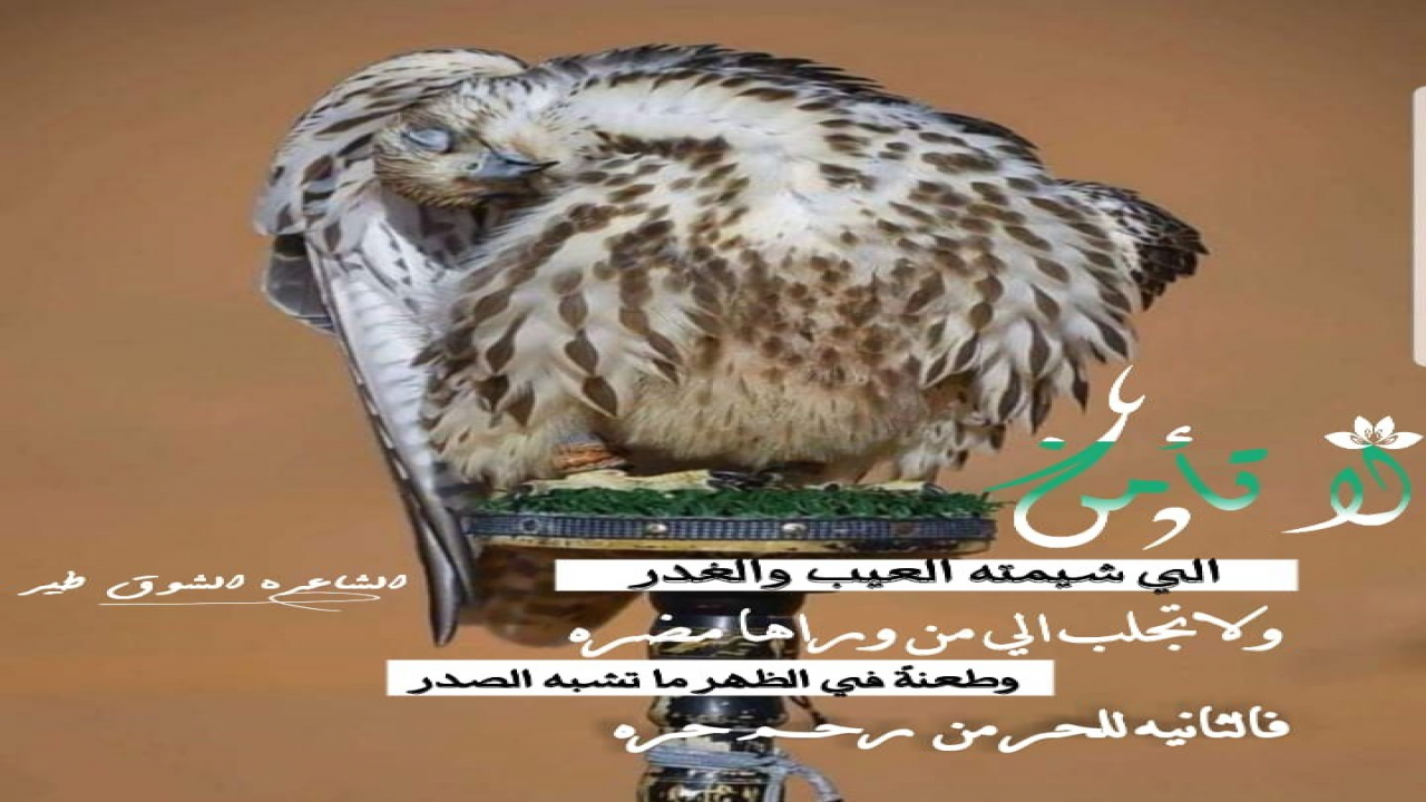 لا تأمن الي شيمته العيب والغدر=ولاتجلب الي من وراها مضرهوطعنةً في الظهر ما تشبه الصدر=فالثانيه  للحر من  رحم حره