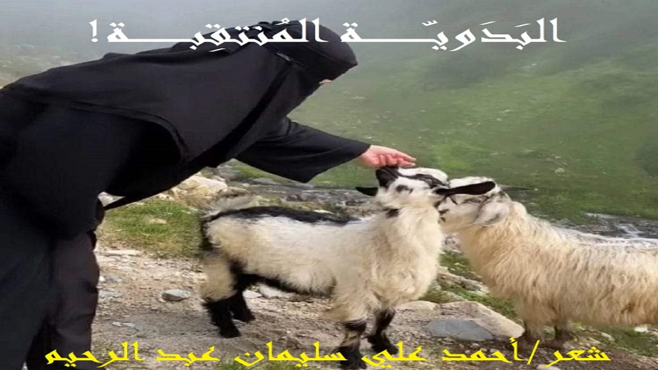 البَدَوية المُنتقبة! (عجيبٌ أمر هذه البدوية المنتقبة! فلقد اضطرتْها أمراضُها إلى مُغادرة البادية ، لتعيش بعض الوقت في الحاضرة ، لتجري بعض الفحوصات ، ولتتعاطى بعض العلاجات ، لتطمئن على صحتها ، ريثما تتماثل للشفاء! وبينما هي كذلك راحتْ تتذكر باديتها بأغنامها وإبلها وخرافها ومعازها ، وأشجارها ونباتاتها وعيون مائها ، وجوها الصافي وسمائها الزرقاء وطبيعتها الساحرة! فكانت هذه القصيدة ترجمة لاسترجاع ذكرياتها وحنينها!)