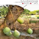 عطاء لا ينقطع