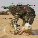 مآجاعت صقور ,,