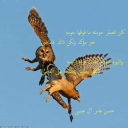 كان الصقر حومته مافوقها حومه