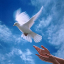 اخترت الحمام كرمز السلام