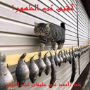 عُقبى حُب الظهور!