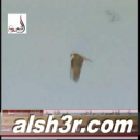 عقاب السهلي-ياطير