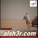 محمد سيف ال حميد-هل البل