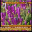 شالح بن هدلان_ياذيب بوصيك