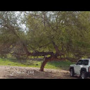 ياللي تقول الشعر رقص طروقه ...شعر نبطي