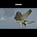 سنين الطفولة