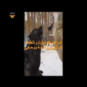 الرقص مع الذئاب