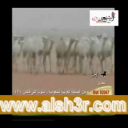 الهيلا-ملفي المورقي