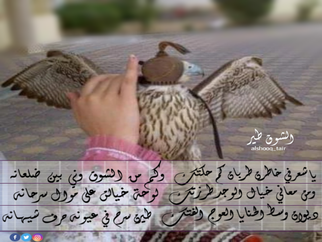 ياشعر في خاطرن طربان كم حكتك وكم من الشوق وني بين ضلعانه  ومن معاني خيال الوجد طرزتك لوحة خيالً على موال سرحانه  ديوان وسط الحنايا العوج الفتك طيرن سرح في عيونه حرف شيهانه