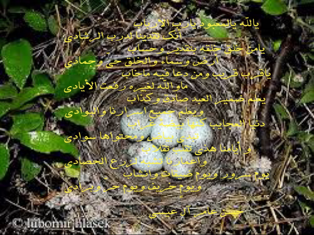 دنيا عجيبه كنها بيضة غراب