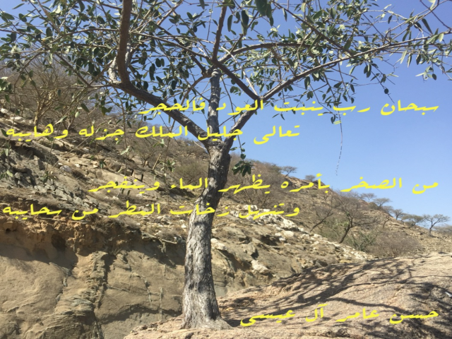 سبحان من يفلق الصخره عن الحبه