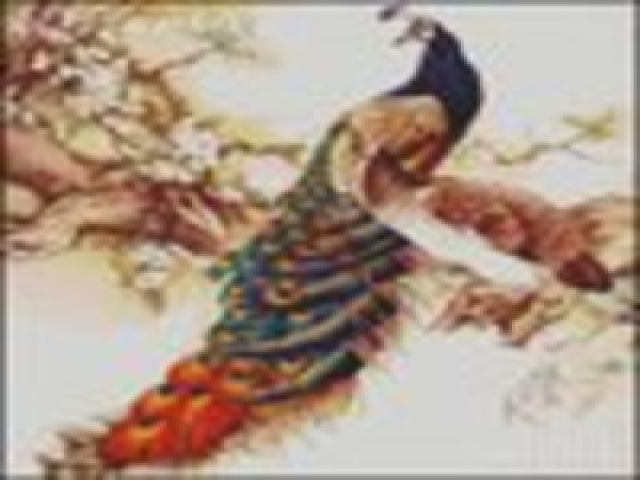 طواويس الشوارع 