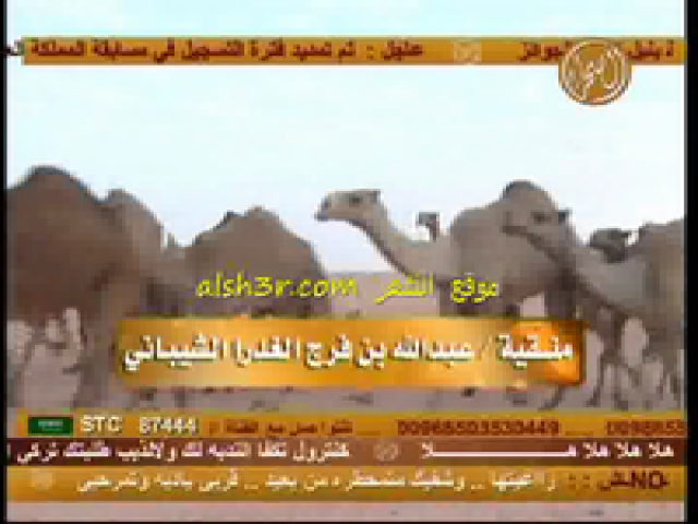 عبدالله الشيباني_شله
