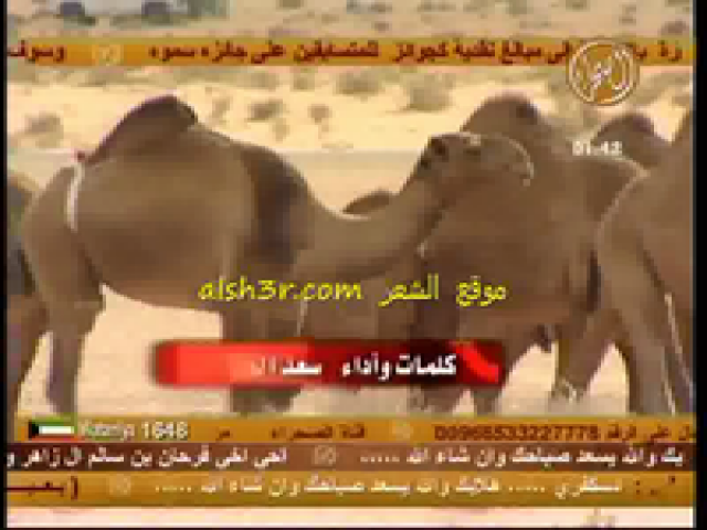 ياهل البل_سعد الجروي