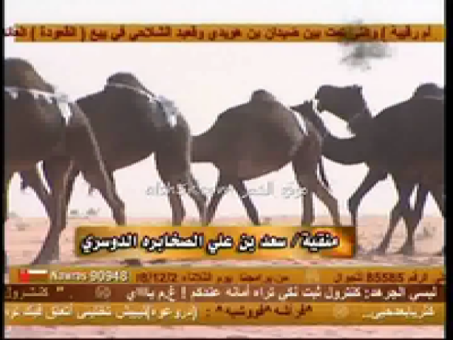 منقية سعد الصخابره