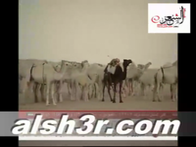 منقية عايض الهاجري_شله
