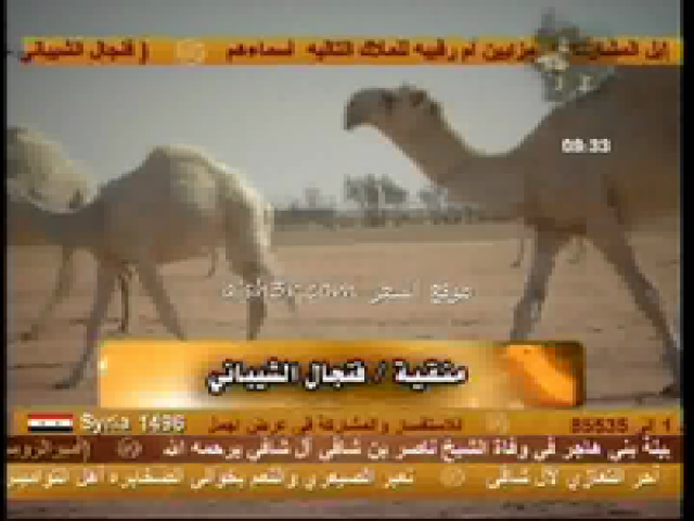 منقية فنجال الشيباني_شله