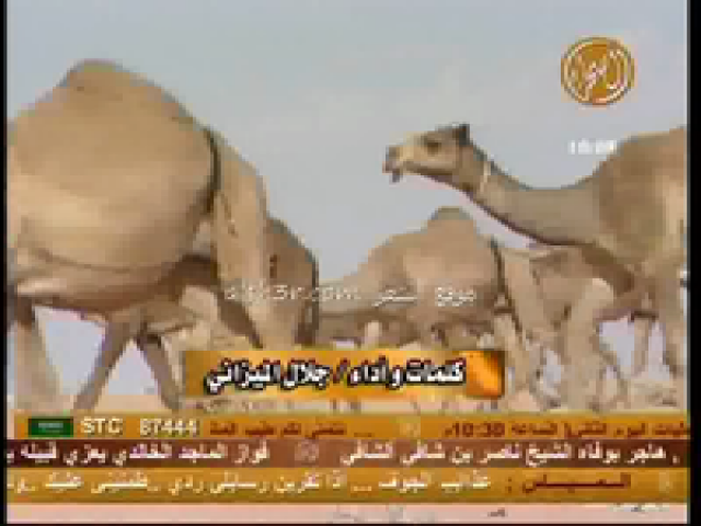 منقية فهد الحربي_شله
