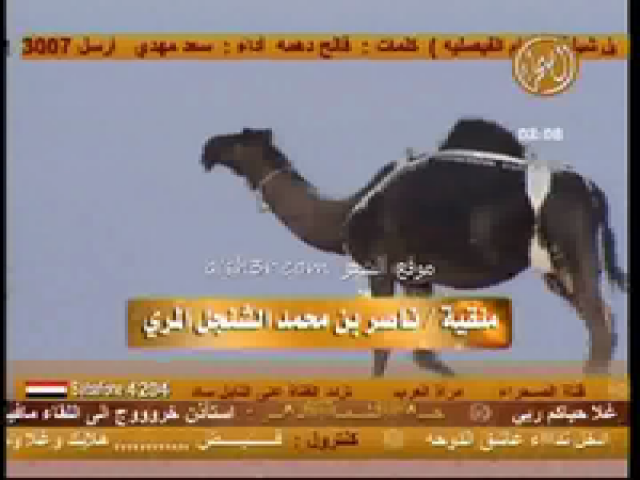 منقية ناصر الشنجل المري