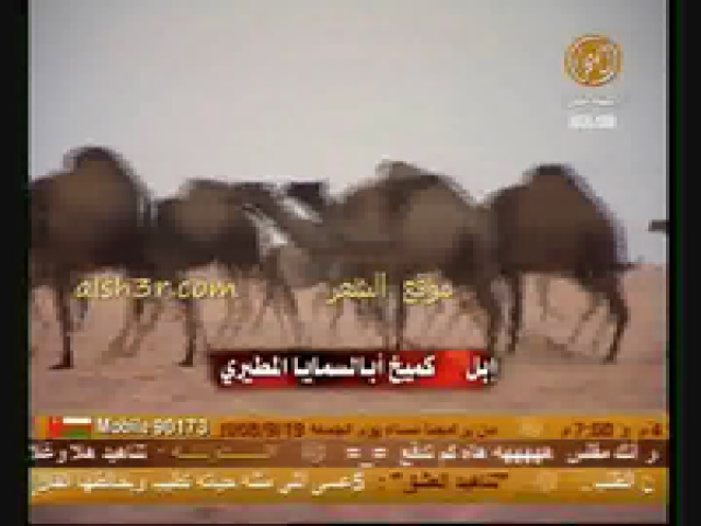 فهد الشيباني_البل