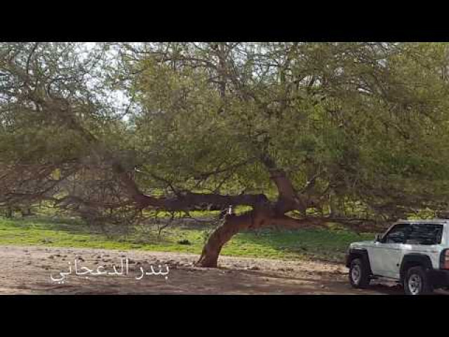 ياللي تقول الشعر رقص طروقه ...شعر نبطي