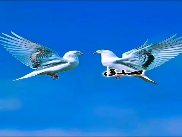 نازف ودامي